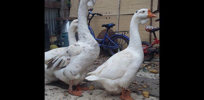 Xalmaqor qazı  3  dənə  bir  yerdə  satılır  1 erkək  2  fərə  1