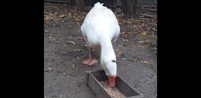 Xalmaqor qazı  3  dənə  bir  yerdə  satılır  1 erkək  2  fərə  1