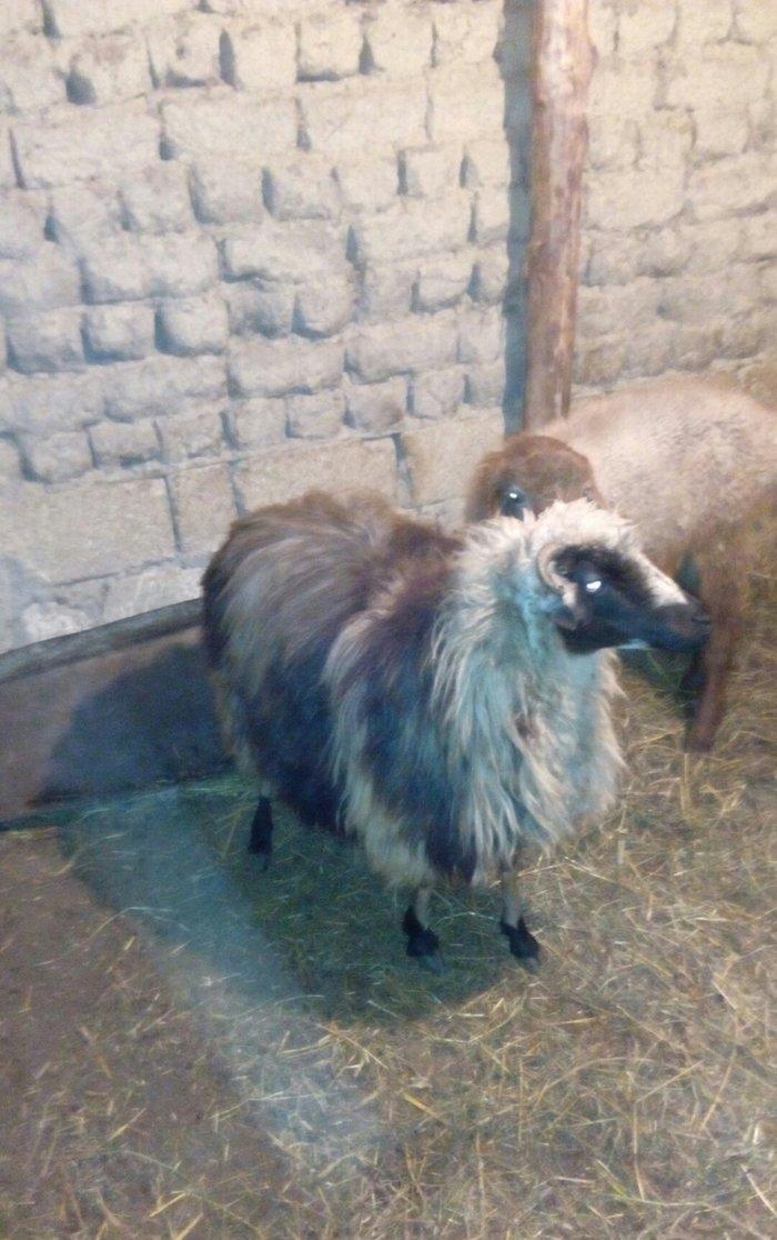 Razilasma yolu ile ve deyismek cins itle qazla cins ordeklerle yumurtl