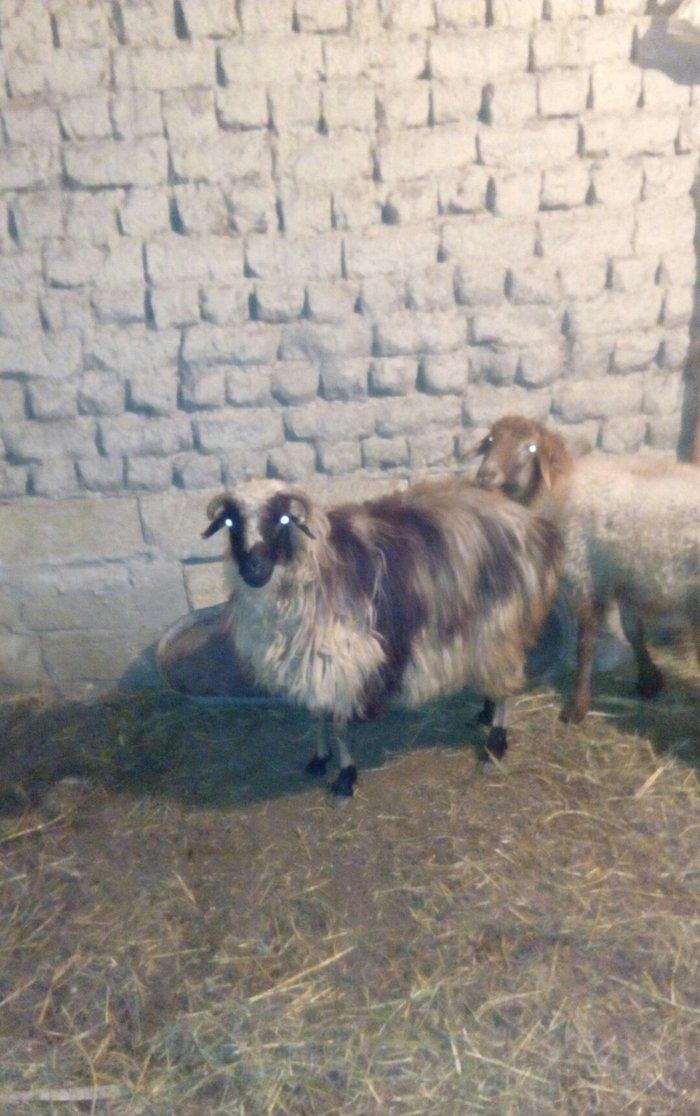 Razilasma yolu ile ve deyismek cins itle qazla cins ordeklerle yumurtl