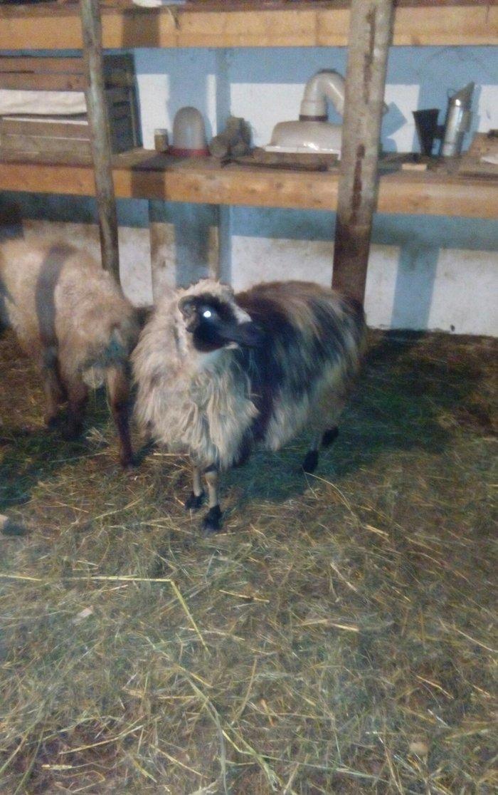 Razilasma yolu ile ve deyismek cins itle qazla cins ordeklerle yumurtl