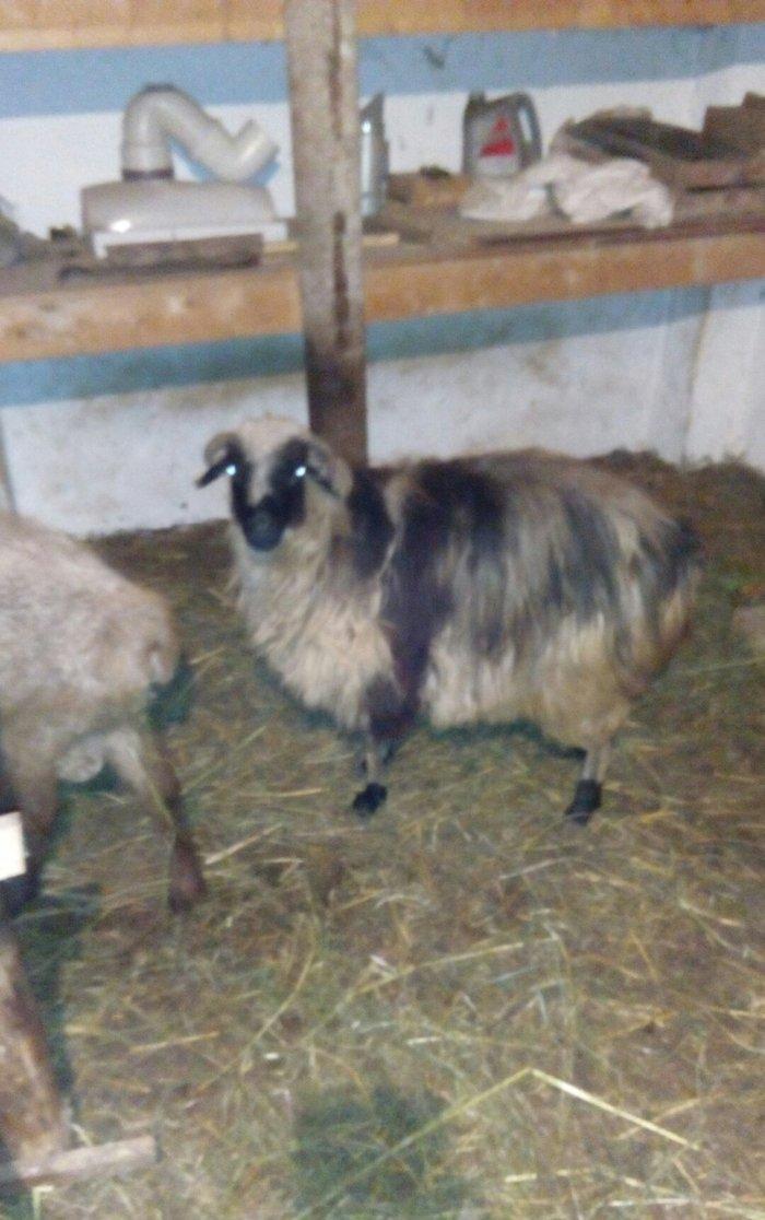 Razilasma yolu ile ve deyismek cins itle qazla cins ordeklerle yumurtl