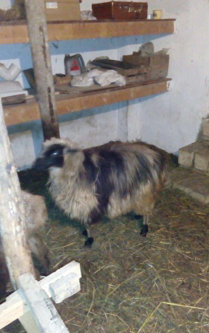 Razilasma yolu ile ve deyismek cins itle qazla cins ordeklerle yumurtl