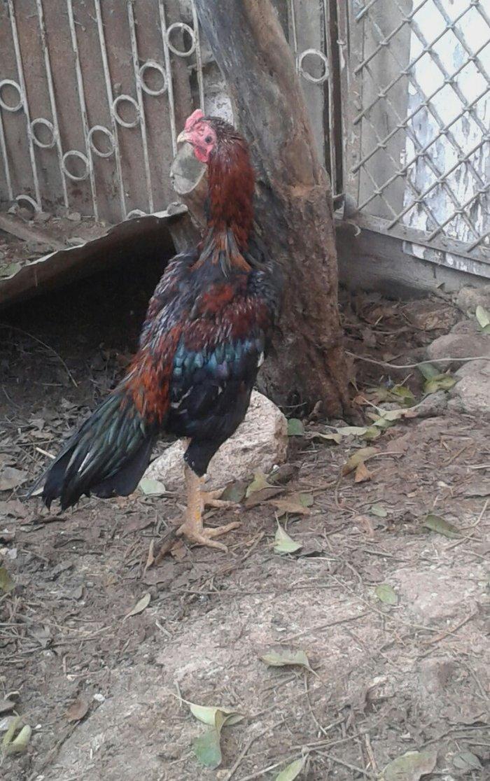 heyrati satilir 40 azna xesteliyi zadi yoxdu damazligdi bir gozu yoxdu