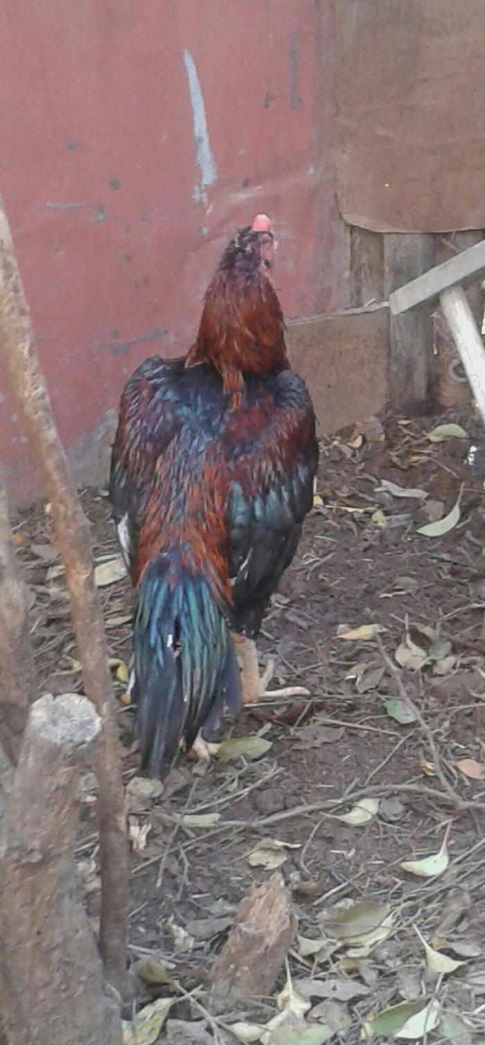 heyrati satilir 40 azna xesteliyi zadi yoxdu damazligdi bir gozu yoxdu