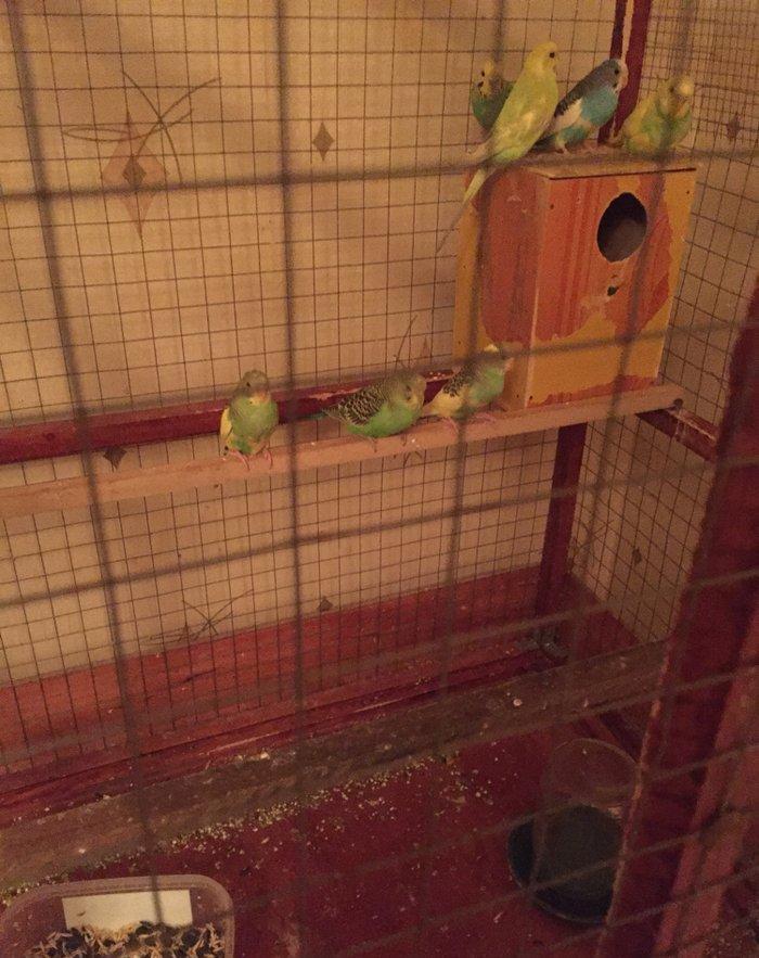 Papuqaylar 6-9aylıq dır qiymet sondur 7ededdir xaiş olunur qiymete go