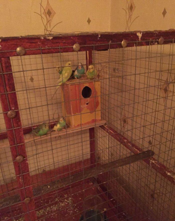 Papuqaylar 6-9aylıq dır qiymet sondur 7ededdir xaiş olunur qiymete go