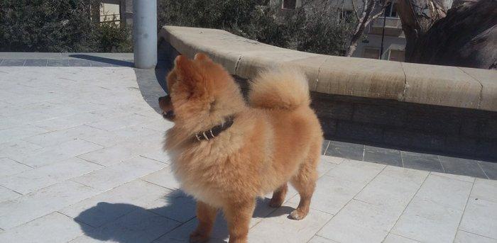 şpits erkekdi. 2. 5 yaşi var cox aqilli insanla oynamaqi en cox uşaqla