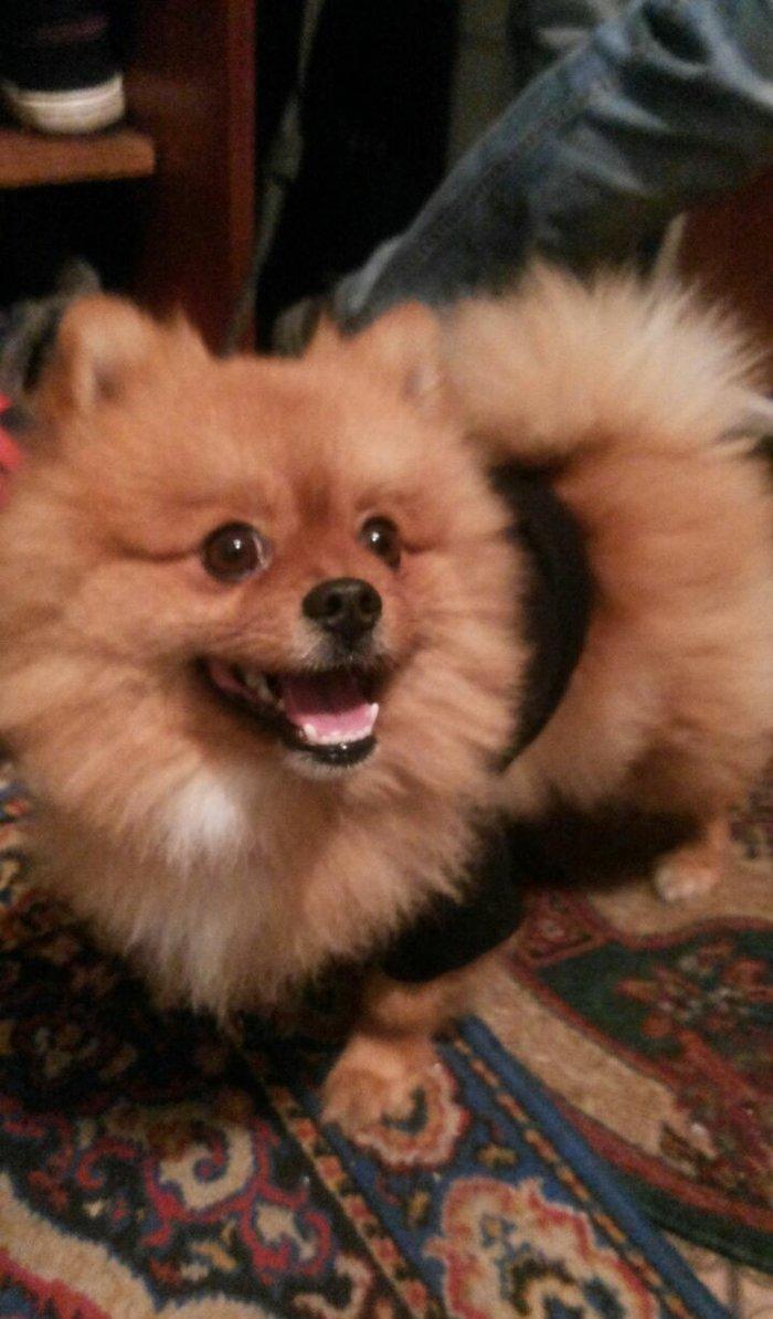 şpits erkekdi. 2. 5 yaşi var cox aqilli insanla oynamaqi en cox uşaqla