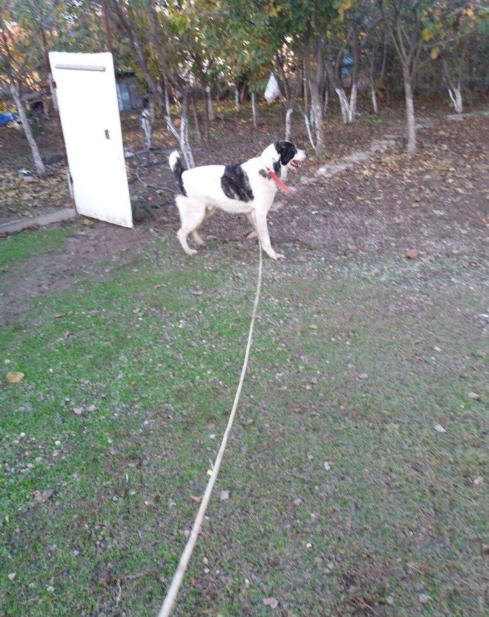 8 aylix kucukdu . Dava gormeyib. 8 ayliqna kimi hele dava gormeyib.Ey