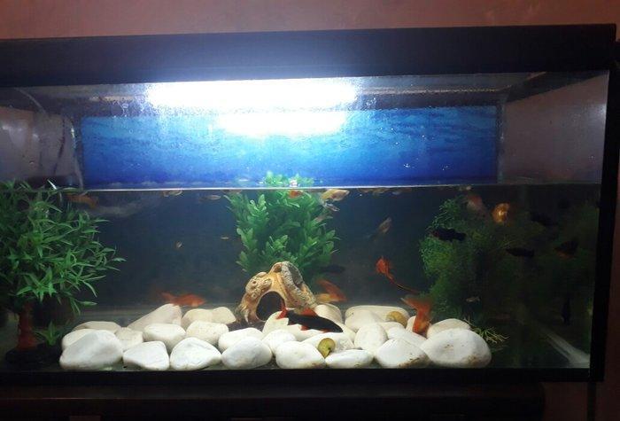 Balilar ve akvarium su qizdirici ve filtre 60 dan yuxari baliq var ela