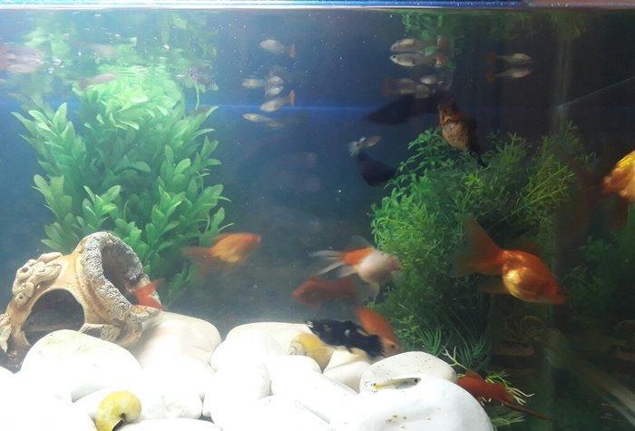 Balilar ve akvarium su qizdirici ve filtre 60 dan yuxari baliq var ela
