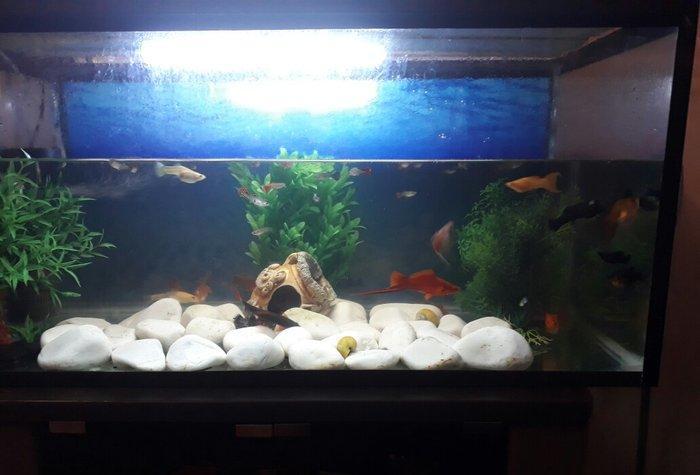 Balilar ve akvarium su qizdirici ve filtre 60 dan yuxari baliq var ela