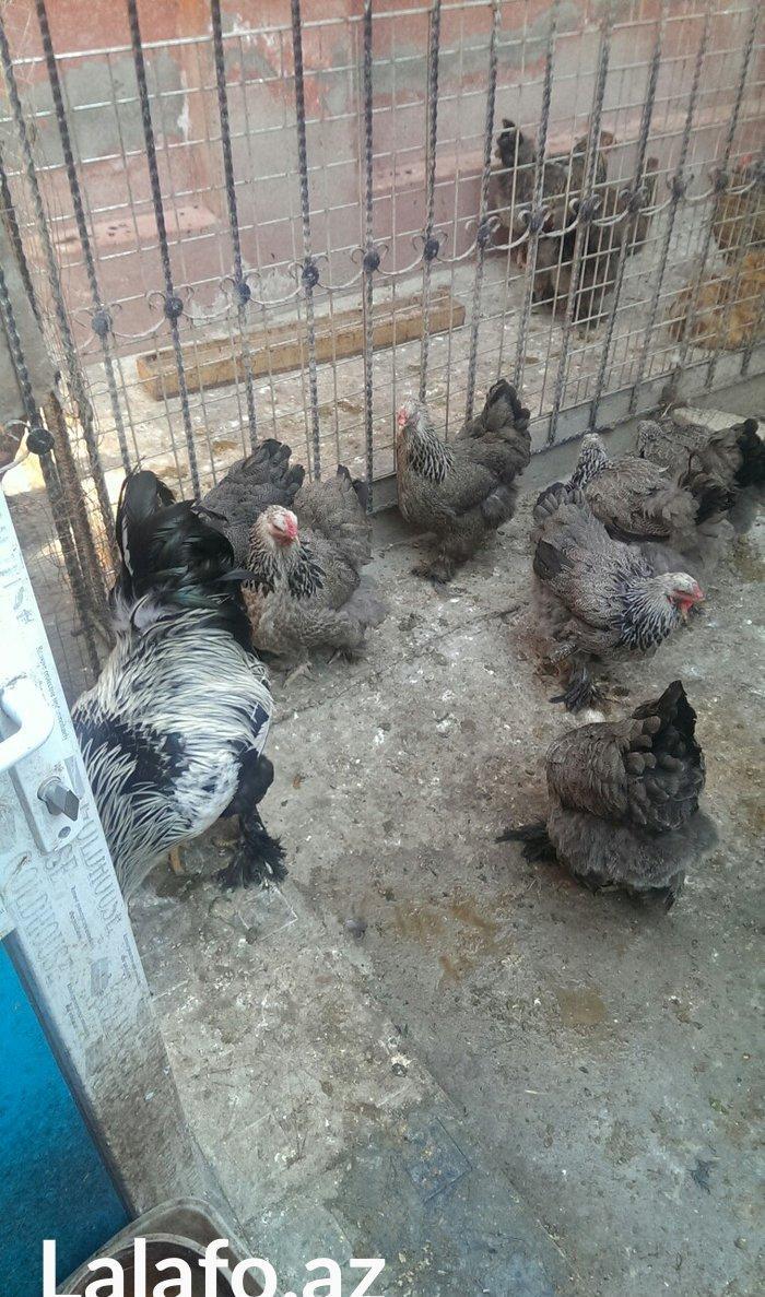 Bram yumurtasi dark ,qold temiz qandan,ne gorursuz sekilde oda cixacaq