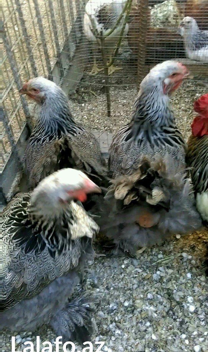 Bram yumurtasi dark ,qold temiz qandan,ne gorursuz sekilde oda cixacaq