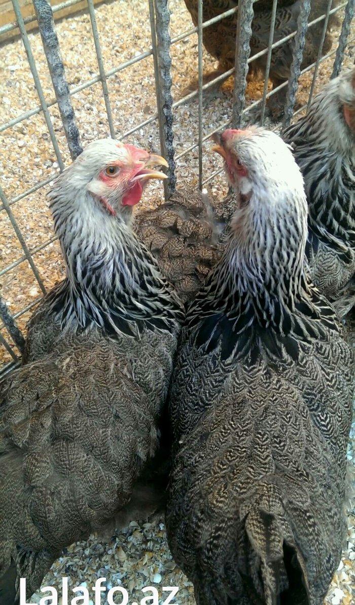 Brama qold ,dark  temiz qan sekilde ne gorursuz oda var cuceleride eyn