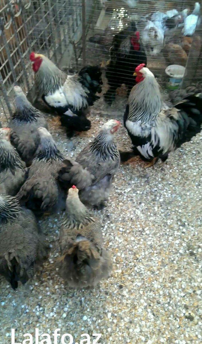 Brama qold ,dark  temiz qan sekilde ne gorursuz oda var cuceleride eyn