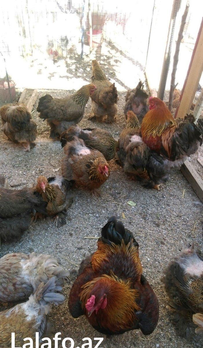 Brama qold ,dark  temiz qan sekilde ne gorursuz oda var cuceleride eyn