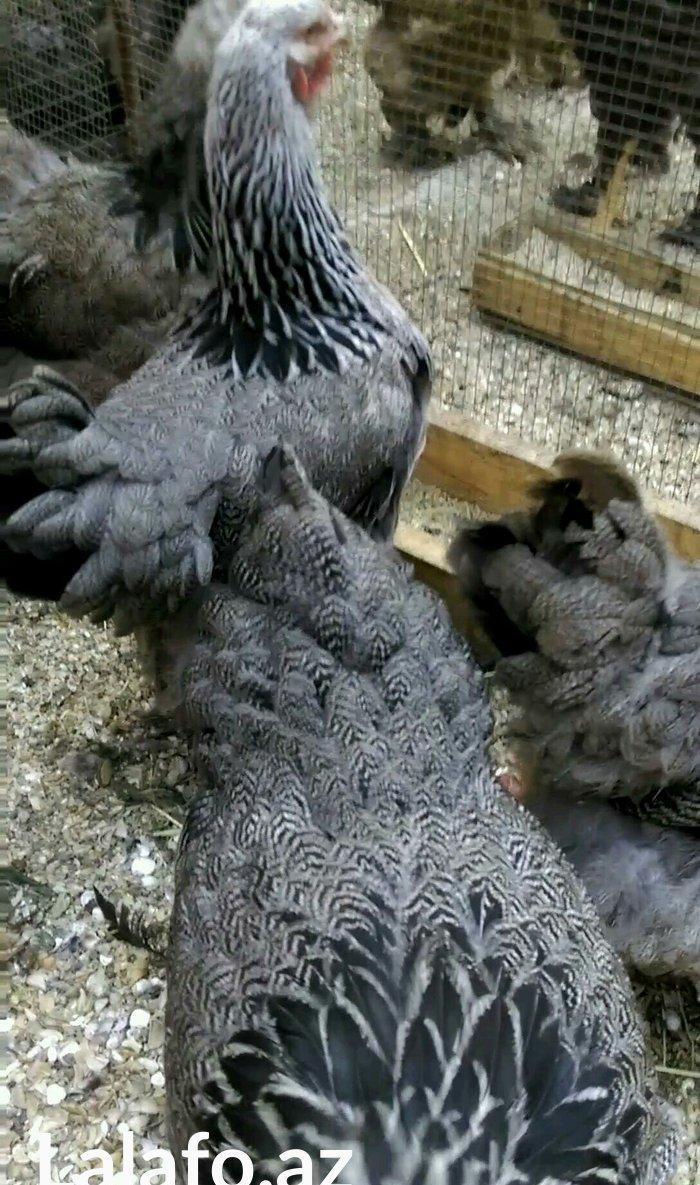 Dark brama yumurtasi temiz qan ,sekilde ne  gorursuz oda var ))