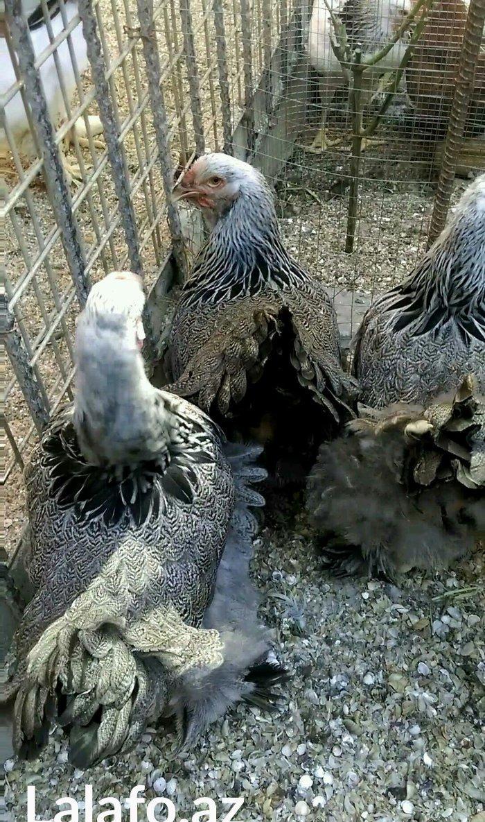 Dark brama yumurtasi temiz qan ,sekilde ne  gorursuz oda var ))