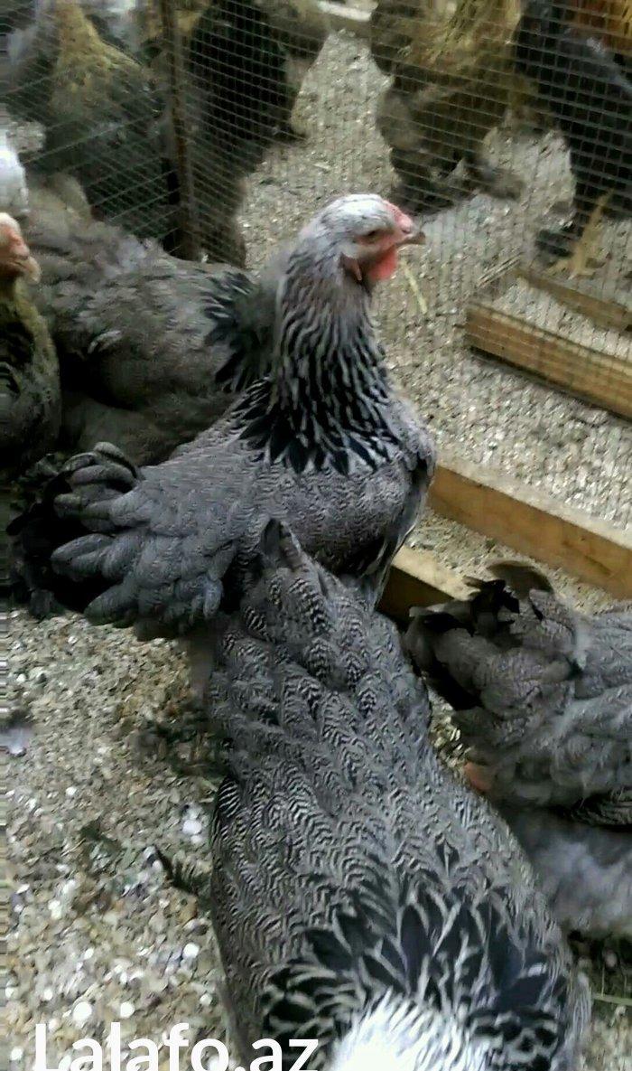 Dark brama yumurtasi temiz qan ,sekilde ne  gorursuz oda var ))