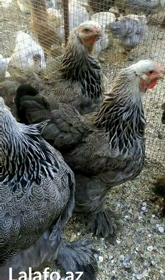 Dark brama yumurtasi temiz qan ,sekilde ne  gorursuz oda var ))