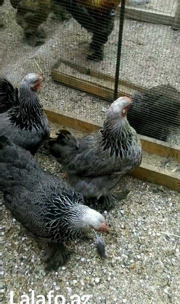 Dark brama yumurtasi temiz qan ,sekilde ne  gorursuz oda var ))