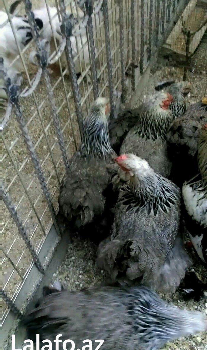 Dark brama yumurtasi temiz qan ,sekilde ne  gorursuz oda var ))