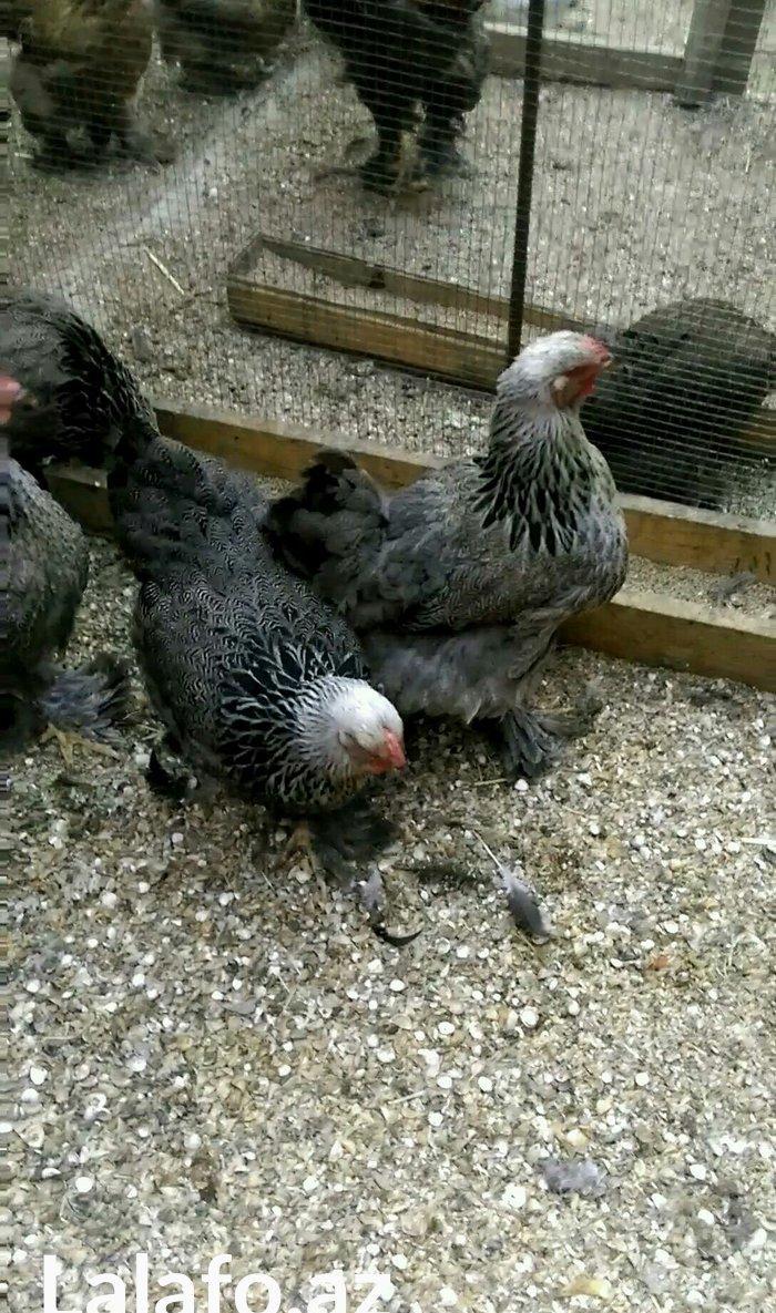 Dark brama yumurtasi temiz qan ,sekilde ne  gorursuz oda var ))