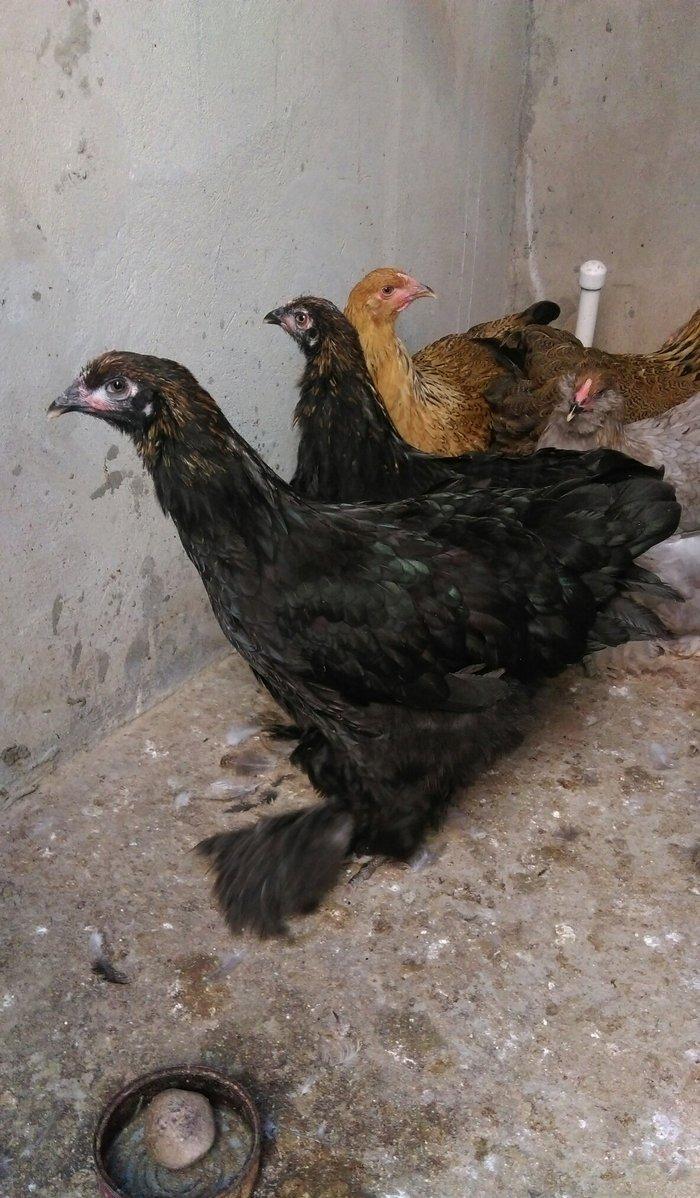 Brama beceleri ve fereleri 6 ayliq tam saqlam .Butun peyvendleri vurul