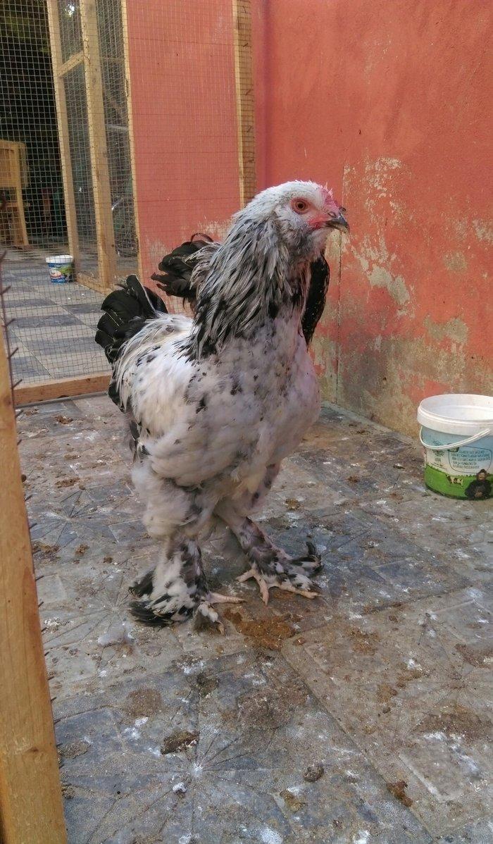 Brama beceleri ve fereleri 6 ayliq tam saqlam .Butun peyvendleri vurul