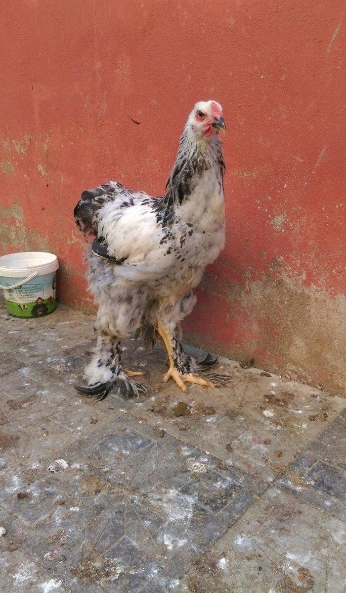 Brama beceleri ve fereleri 6 ayliq tam saqlam .Butun peyvendleri vurul