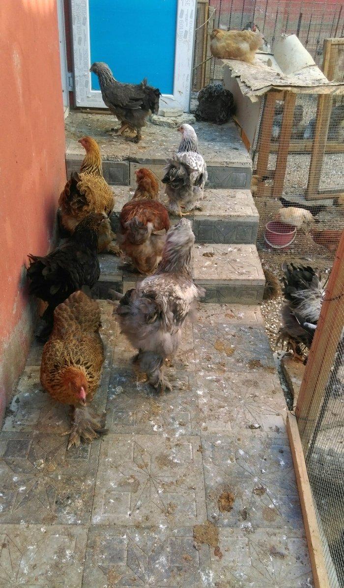 Brama beceleri ve fereleri 6 ayliq tam saqlam .Butun peyvendleri vurul