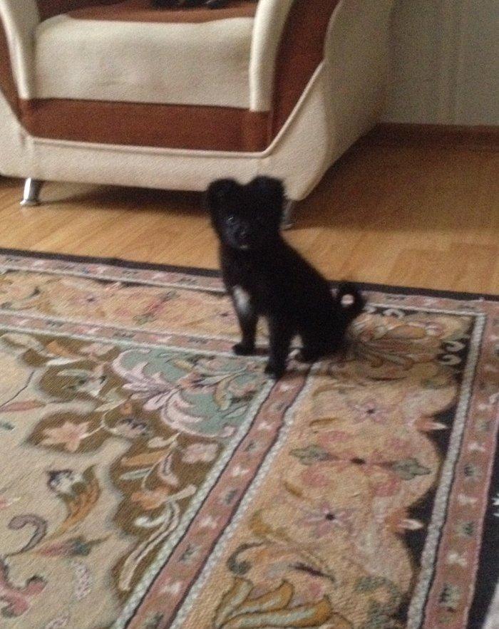 Шпиц. Pomeraniski spic 3 ayliq qizdir med pasportu var butun iyneleri