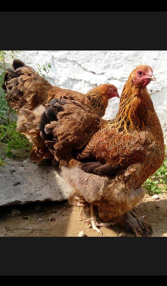 brama toyuqlari mayali 1eded 3azn dark ve qold wekildeki heyvanlar may