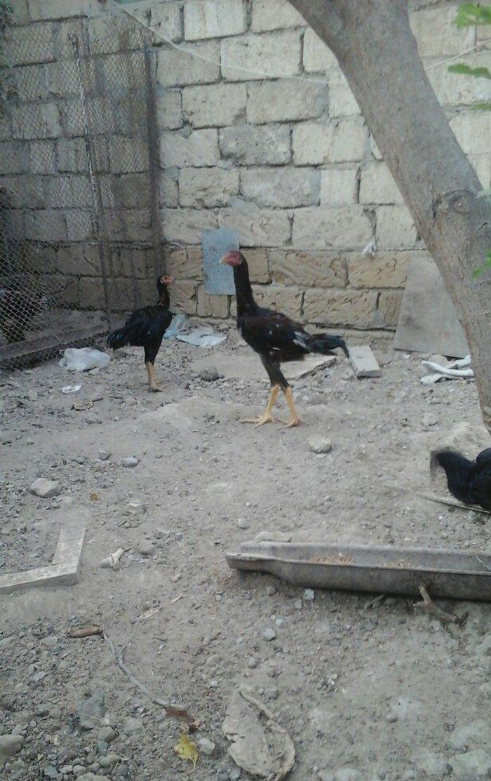 temiz heyratl beceler ve fereler 3. 4 ayllq xoruz ve yumurtlayan ferel