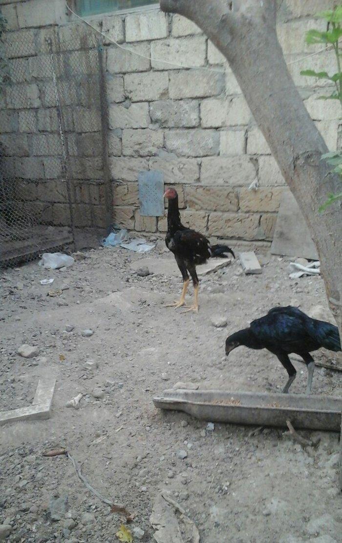 temiz heyratl beceler ve fereler 3. 4 ayllq xoruz ve yumurtlayan ferel