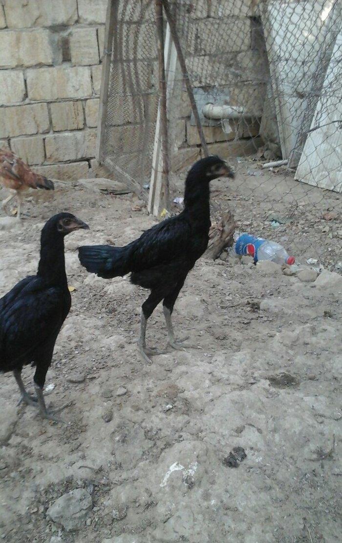 temiz heyratl beceler ve fereler 3. 4 ayllq xoruz ve yumurtlayan ferel