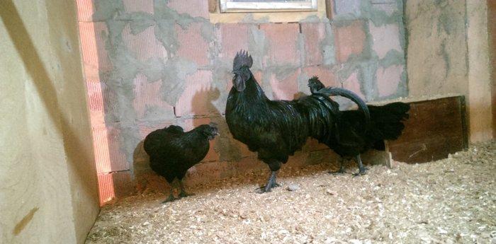 Ayam cemani. Temiz qandi .2 fere 1 xoruz.fereler yumurtlayir.7 ay 15