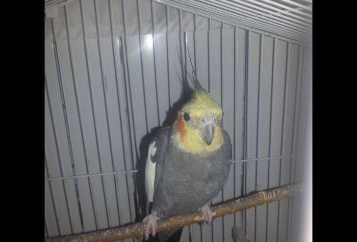 Korella erkek 1 yaş 3 aylıqdı tam sağlam cüt olmayıb isdeyen vassapla