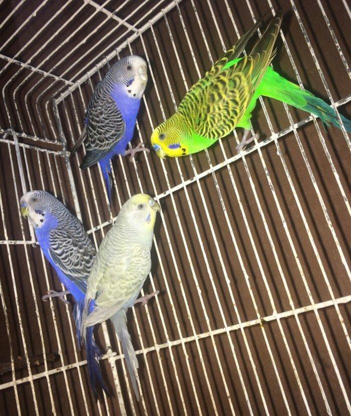 Tecili cox gozel renglerde 35 cut hazir bala veren quwlar satilir saql