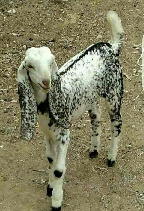 Hələb çəpişləri satılır 3 aylıq bir erkək bir dişi qismində satılır c