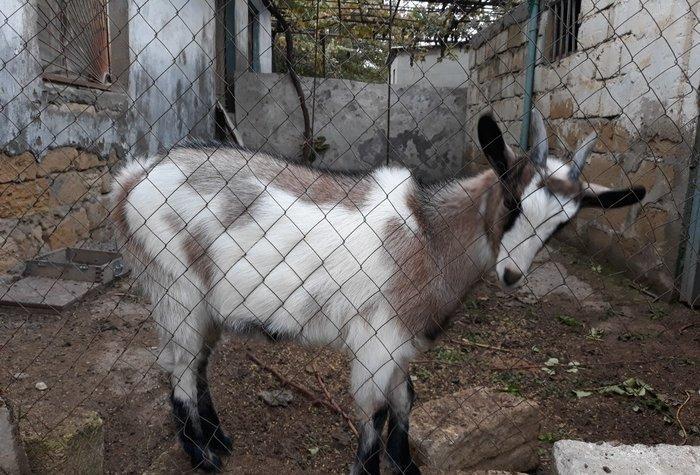 dagistanan ozum getirmiwem bala olanda indi hardasa 6 ayliqdi cins hey