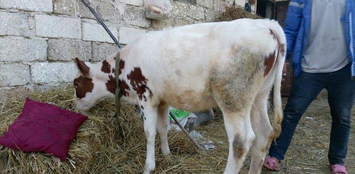 Salam dana satılır.... Birinci balasıdı anası birinci qarna 30 litr su