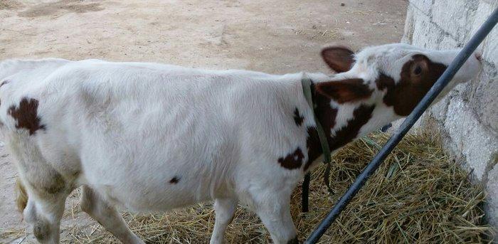 Salam dana satılır.... Birinci balasıdı anası birinci qarna 30 litr su