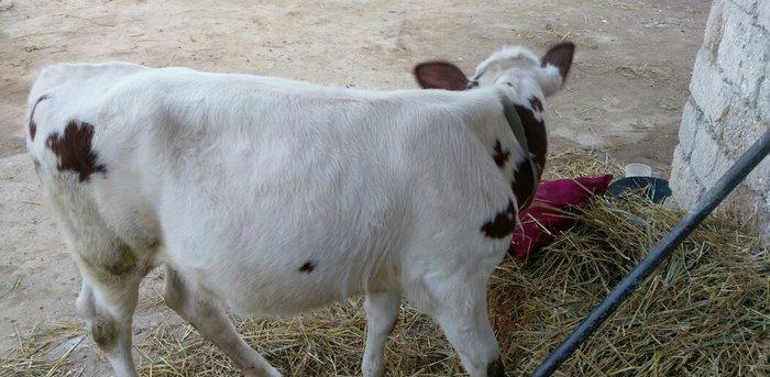 Salam dana satılır.... Birinci balasıdı anası birinci qarna 30 litr su