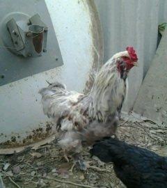 2 toyuq 1 xoruz brama ailesi satilir. Temiz bramalardir sekilde