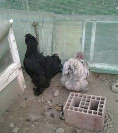 2 toyuq 1 xoruz brama ailesi satilir. Temiz bramalardir sekilde