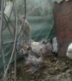 2 toyuq 1 xoruz brama ailesi satilir. Temiz bramalardir sekilde