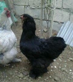 2 toyuq 1 xoruz brama ailesi satilir. Temiz bramalardir sekilde